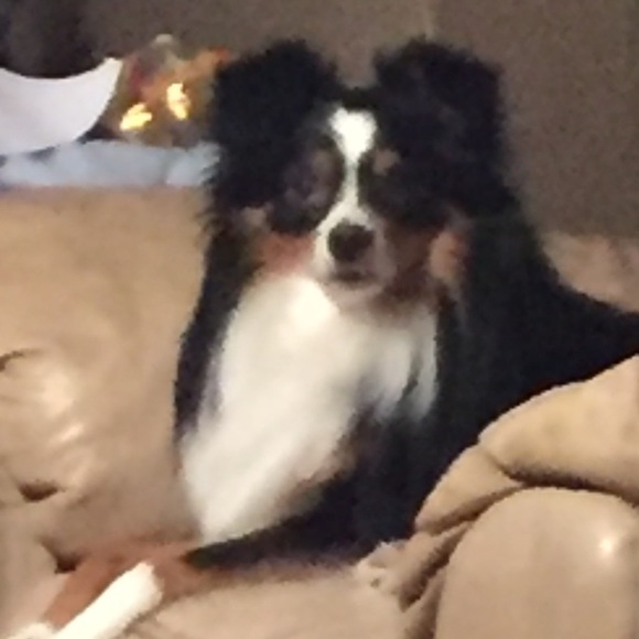 Meet your Posher, Bobbie - Picture 1 of 1